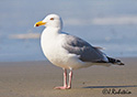 Larus argentatus